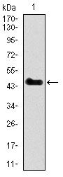 SPI1 / PU.1 Antibody - PU.1 Antibody in Western Blot (WB)