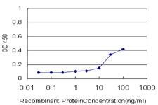 SPI1 / PU.1 Antibody - Detection limit for recombinant GST tagged SPI1 is approximately 10 ng/ml as a capture antibody.