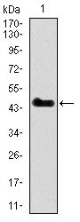 SPI1 / PU.1 Antibody - Western blot using SPI1 monoclonal antibody against human SPI1 recombinant protein. (Expected MW is 46.9 kDa)
