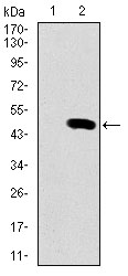 SPI1 / PU.1 Antibody - Western blot using SPI1 monoclonal antibody against HEK293 (1) and SPI1 (AA: 124-271)-hIgGFc transfected HEK293 (2) cell lysate.
