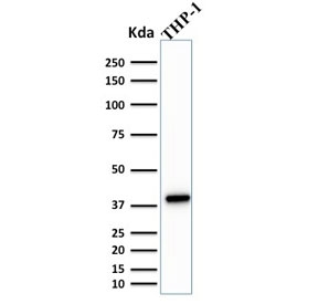 SPI1 / PU.1 Antibody - Western blot testing of human THP-1 cell lysate with PU.1 antibody (clone PU1/2146). Predicted molecular weight ~31 kDa but routinely observed at ~40 kDa.