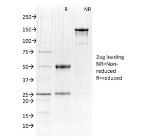 SPI1 / PU.1 Antibody - SDS-PAGE analysis of purified, BSA-free PU.1 antibody (clone PU1/2146) as confirmation of integrity and purity.