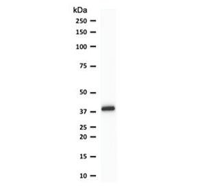 SPI1 / PU.1 Antibody - Western blot testing of human THP-1 cell lysate with PU.1 antibody (clone TFPU1-1). Predicted molecular weight ~31 kDa but routinely observed at ~40 kDa.