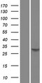 SPI1 / PU.1 Protein - Western validation with an anti-DDK antibody * L: Control HEK293 lysate R: Over-expression lysate