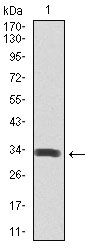 SPIB Antibody - SPIB Antibody in Western Blot (WB)