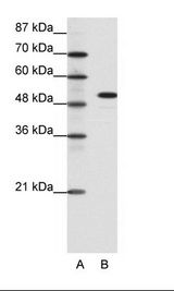 SPIB Antibody - A: Marker, B: Daudi Cell Lysate.  This image was taken for the unconjugated form of this product. Other forms have not been tested.
