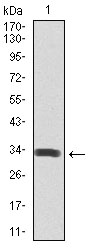 SPIB Antibody - Western blot using SPIB monoclonal antibody against human SPIB recombinant protein. (Expected MW is 32 kDa)