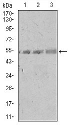 SPIB Antibody - Western blot using SPIB mouse monoclonal antibody against A549 (1), PC-3 (2), and NIH3T3 (3) cell lysate.