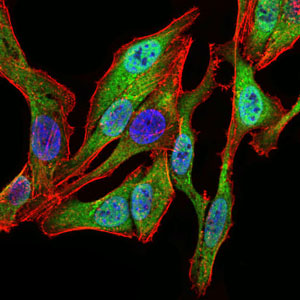 SPIB Antibody - Immunofluorescence of HeLa cells using SPIB mouse monoclonal antibody (green). Blue: DRAQ5 fluorescent DNA dye. Red: Actin filaments have been labeled with Alexa Fluor-555 phalloidin.