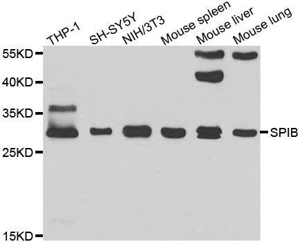SPIB Antibody - Western blot analysis of extracts of various cell lines.