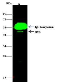 SPIB Antibody - SPIB was immunoprecipitated using: Lane A: 0.5 mg NIH3T3 Whole Cell Lysate. 4 uL anti-SPIB rabbit polyclonal antibody and 15 ul of 50% Protein G agarose. Primary antibody: Anti-SPIB rabbit polyclonal antibody, at 1:100 dilution. Secondary antibody: Dylight 800-labeled antibody to rabbit IgG (H+L), at 1:5000 dilution. Developed using the odssey technique. Performed under reducing conditions. Predicted band size: 42 kDa. Observed band size: 44 kDa.