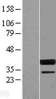 SPIB Protein - Western validation with an anti-DDK antibody * L: Control HEK293 lysate R: Over-expression lysate