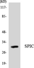 SPIC Antibody - Western blot analysis of the lysates from Jurkat cells using SPIC antibody.