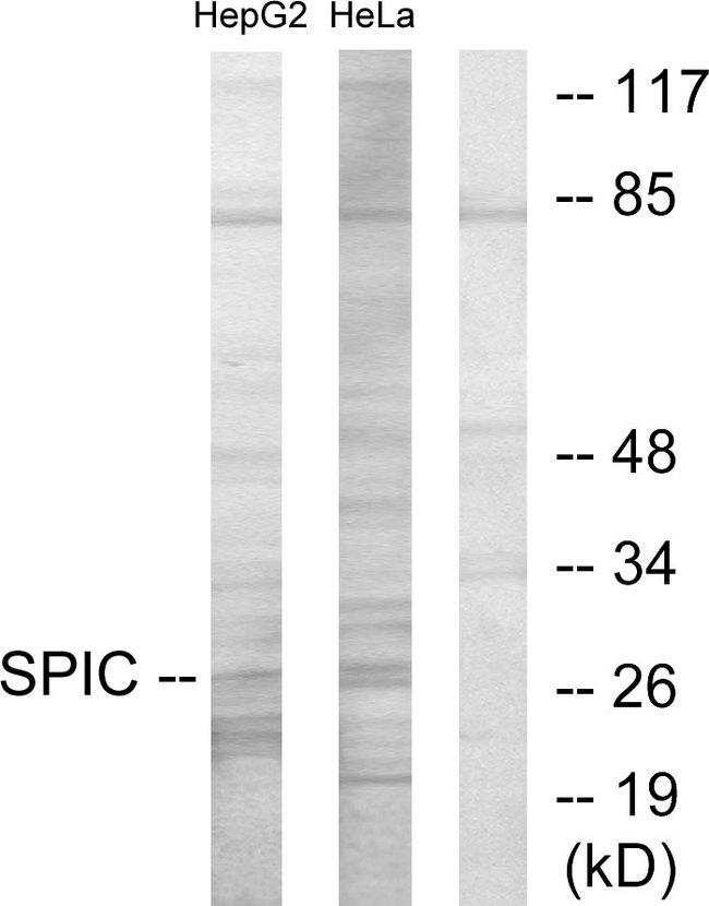 SPIC Antibody - Western blot analysis of extracts from HepG2 cells and HeLa cells, using SPIC antibody.