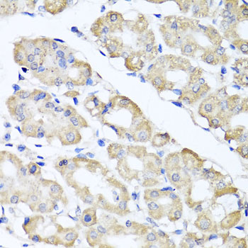 SPICE1 / CCDC52 Antibody - Immunohistochemistry of paraffin-embedded human stomach tissue.