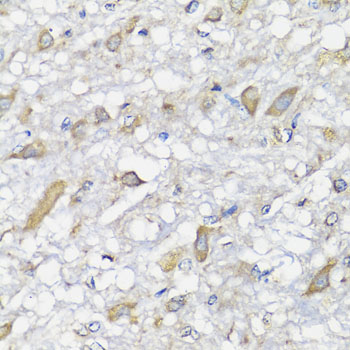 SPICE1 / CCDC52 Antibody - Immunohistochemistry of paraffin-embedded rat brain tissue.