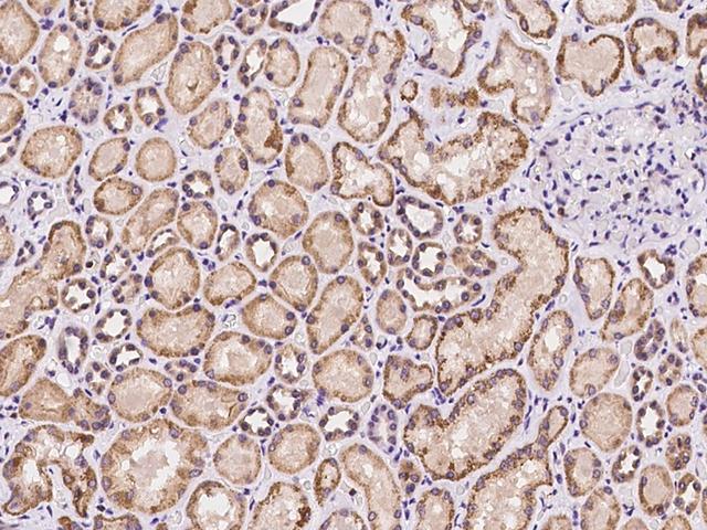 SPICE1 / CCDC52 Antibody - Immunochemical staining of human SPICE1 in human kidney with rabbit polyclonal antibody at 1:100 dilution, formalin-fixed paraffin embedded sections.