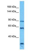 SPIDR / KIAA0146 Antibody - SPIDR / KIAA0146 antibody Western Blot of THP-1. Antibody dilution: 1 ug/ml.  This image was taken for the unconjugated form of this product. Other forms have not been tested.