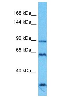 SPIDR / KIAA0146 Antibody - SPIDR / KIAA0146 antibody Western Blot of THP-1. Antibody dilution: 1 ug/ml.  This image was taken for the unconjugated form of this product. Other forms have not been tested.