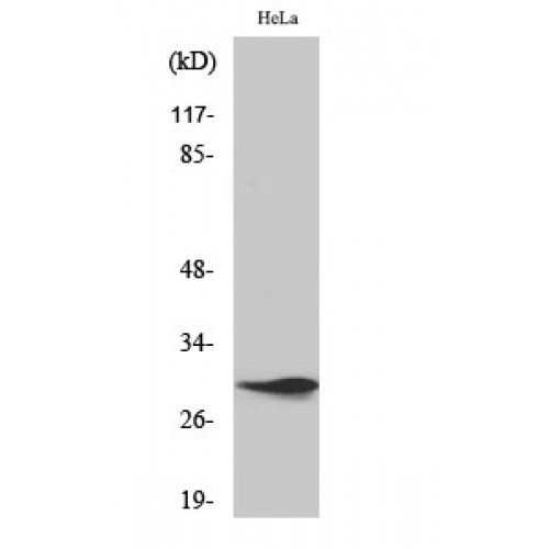SPIN / SPIN1 Antibody - Western blot of Spindlin-1 antibody