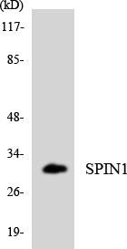 SPIN / SPIN1 Antibody - Western blot analysis of the lysates from K562 cells using SPIN1 antibody.