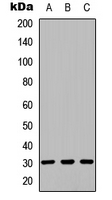 SPIN / SPIN1 Antibody - Western blot analysis of SPIN1 expression in HEK293T (A); HeLa (B); mouse brain (C) whole cell lysates.
