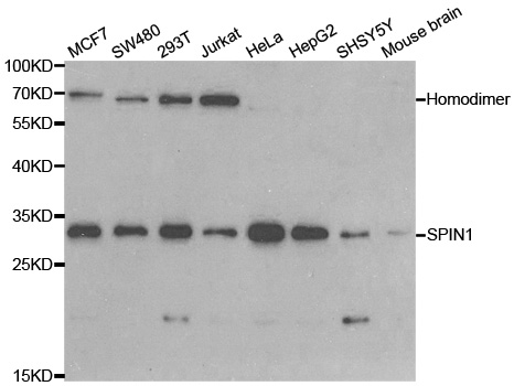 SPIN / SPIN1 Antibody - Western blot analysis of extracts of various cell lines.