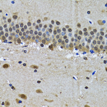 SPIN / SPIN1 Antibody - Immunohistochemistry of paraffin-embedded mouse brain tissue.