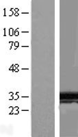 SPIN / SPIN1 Protein - Western validation with an anti-DDK antibody * L: Control HEK293 lysate R: Over-expression lysate