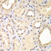 SPIN2B Antibody - Immunohistochemistry of paraffin-embedded human kidney tissue.