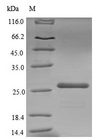 petE Protein - (Tris-Glycine gel) Discontinuous SDS-PAGE (reduced) with 5% enrichment gel and 15% separation gel.