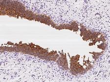 SPINK1 Antibody - Immunochemical staining of human SPINK1 in human gallbladder with rabbit polyclonal antibody at 1:100 dilution, formalin-fixed paraffin embedded sections.