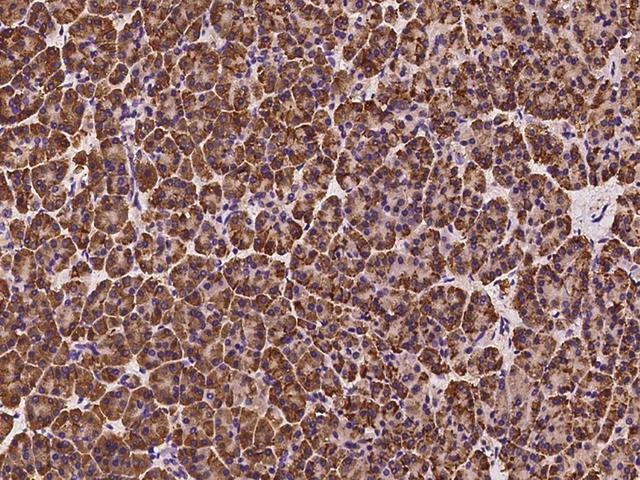 SPINK1 Antibody - Immunochemical staining of human SPINK1 in human pancreas with rabbit polyclonal antibody at 1:100 dilution, formalin-fixed paraffin embedded sections.