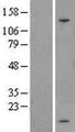 SPINK1 Protein - Western validation with an anti-DDK antibody * L: Control HEK293 lysate R: Over-expression lysate