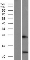 SPINK6 Protein - Western validation with an anti-DDK antibody * L: Control HEK293 lysate R: Over-expression lysate