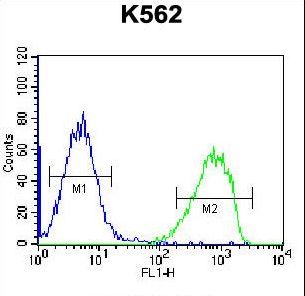 SPINK8 Antibody - SPINK8 Antibody flow cytometry of K562 cells (right histogram) compared to a negative control cell (left histogram). FITC-conjugated goat-anti-rabbit secondary antibodies were used for the analysis.