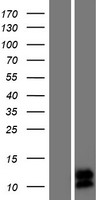 SPINK8 Protein - Western validation with an anti-DDK antibody * L: Control HEK293 lysate R: Over-expression lysate