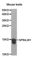 SPINLW1 / EPPIN Antibody - Western blot of extracts of mouse testis cell lines, using SPINLW1 antibody.