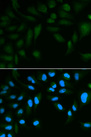 SPINLW1 / EPPIN Antibody - Immunofluorescence analysis of HepG2 cells.