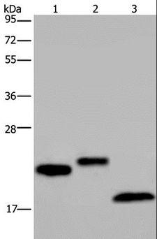 SPINLW1 / EPPIN Antibody - Western blot analysis of NIH/3T3 cell, human testis and mouse fat tissue, using EPPIN Polyclonal Antibody at dilution of 1:400.