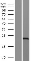 SPINLW1 / EPPIN Protein - Western validation with an anti-DDK antibody * L: Control HEK293 lysate R: Over-expression lysate