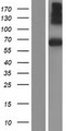 SPINT1 / HAI-1 Protein - Western validation with an anti-DDK antibody * L: Control HEK293 lysate R: Over-expression lysate