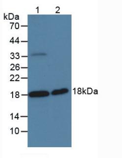 SPINT2 / HAI-2 Antibody - Western Blot; Sample: Lane1: Human PC-3 Cells; Lane2: Rat Testis Tissue.