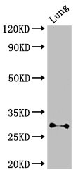 SPINT2 / HAI-2 Antibody - Positive Western Blot detected in Mouse lung tissue. All lanes: SPINT2 antibody at 3 µg/ml Secondary Goat polyclonal to rabbit IgG at 1/50000 dilution. Predicted band size: 29, 22 KDa. Observed band size: 29 KDa