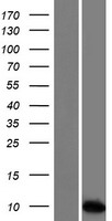 SPINT3 Protein - Western validation with an anti-DDK antibody * L: Control HEK293 lysate R: Over-expression lysate