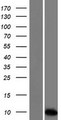SPINT3 Protein - Western validation with an anti-DDK antibody * L: Control HEK293 lysate R: Over-expression lysate