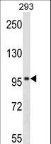 SPIRE1 Antibody - SPIRE1 Antibody western blot of 293 cell line lysates (35 ug/lane). The SPIRE1 antibody detected the SPIRE1 protein (arrow).