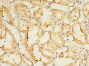 SPIRE2 Antibody - Immunohistochemistry of paraffin-embedded human kidney using antibody at 1:100 dilution.  This image was taken for the unconjugated form of this product. Other forms have not been tested.