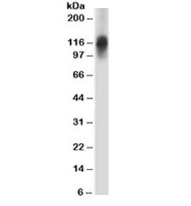 SPN / CD43 Antibody - Western blot testing of Ramos cell lysate with CD43 antibody (clone 84-3C1).