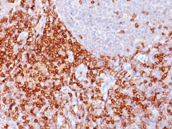SPN / CD43 Antibody - Formalin-fixed, paraffin-embedded human spleen stained with CD43 antibody (Bra7G).  This image was taken for the unmodified form of this product. Other forms have not been tested.